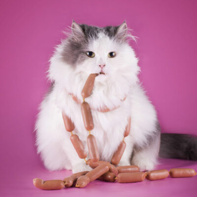 Top 5 human foods that are safe for cats