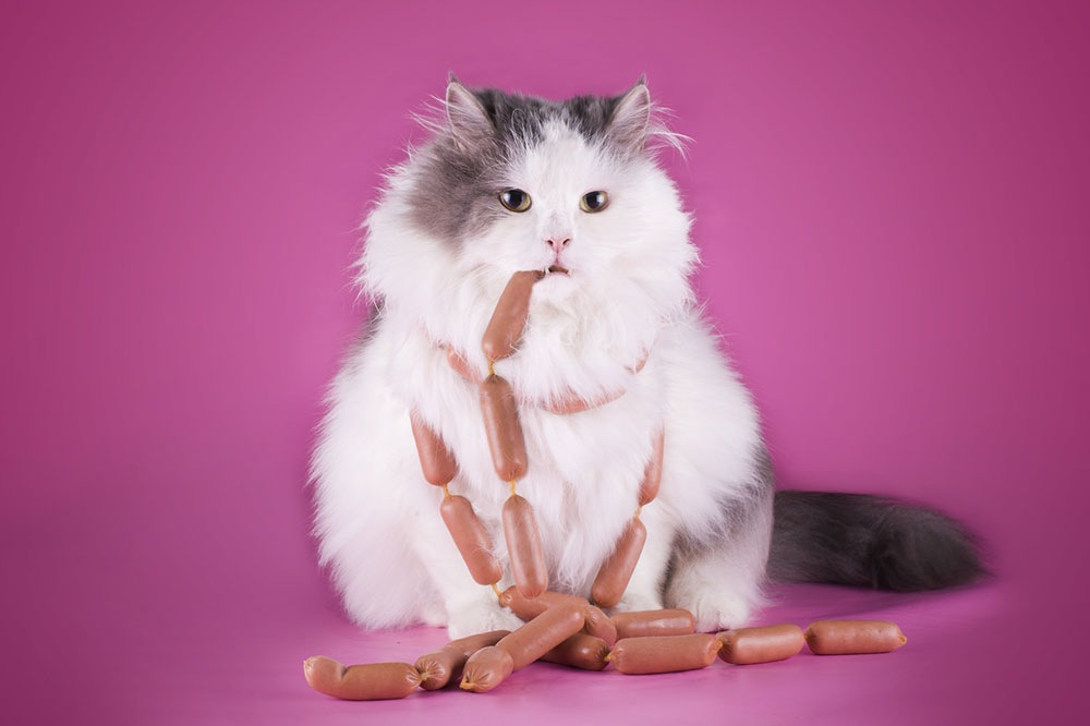 Top 5 human foods that are safe for cats